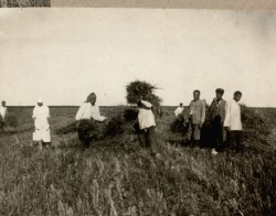 Фотография. Копнение снопов в Ставропольской психиатрической колонии. 1930-е гг. Из фотоальбома главного врача А.Я. Доршта 1939 г.